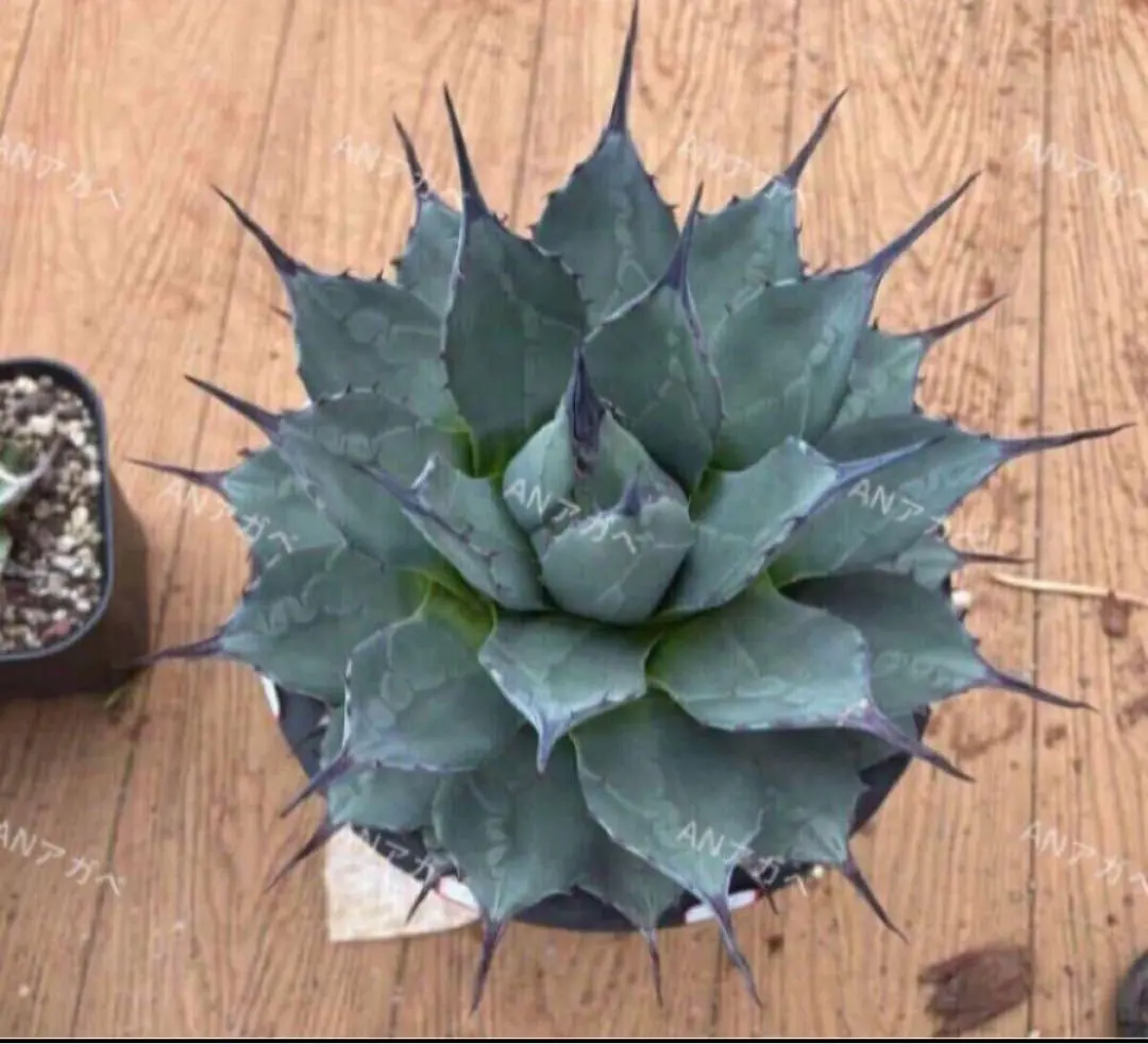 2026年最新】龍球会 アガベの人気アイテム - メルカリ