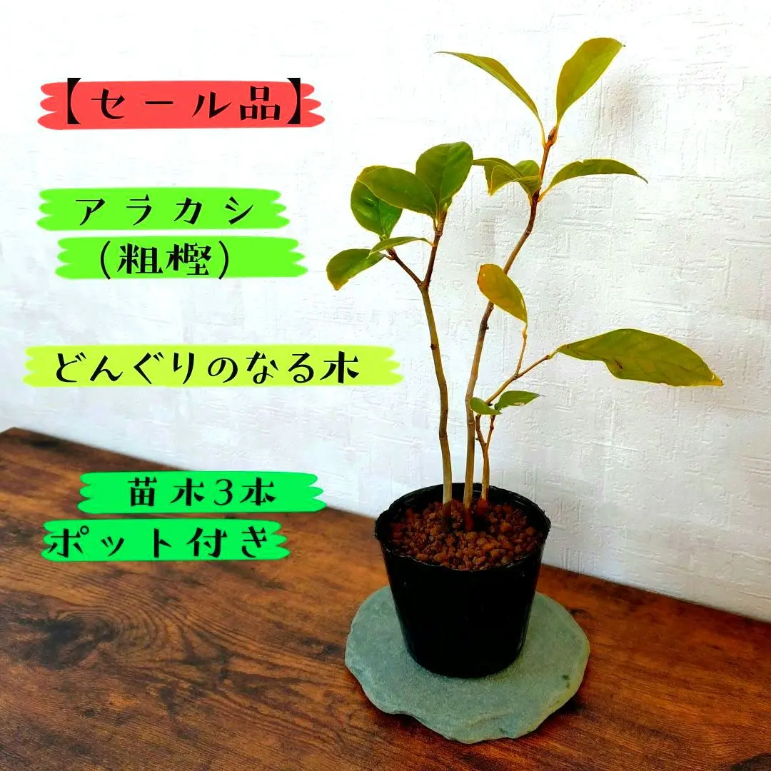 2026年最新】ブナ盆栽の人気アイテム - メルカリ