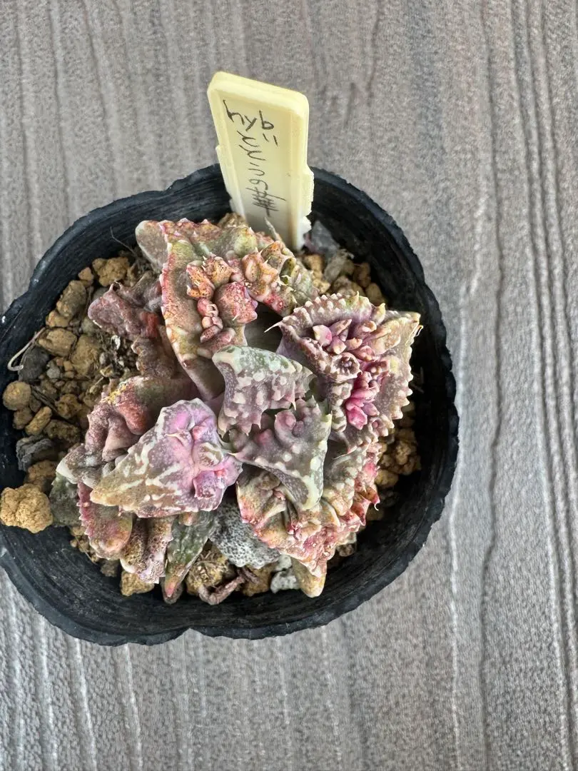 2026年最新】Faucaria フォーカリア 多肉植物の人気アイテム - メルカリ