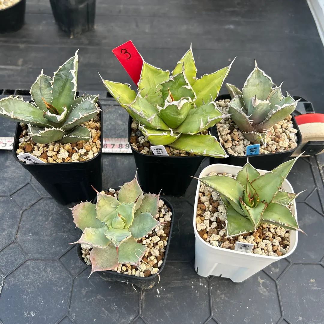 2026年最新】包心龍の人気アイテム - メルカリ