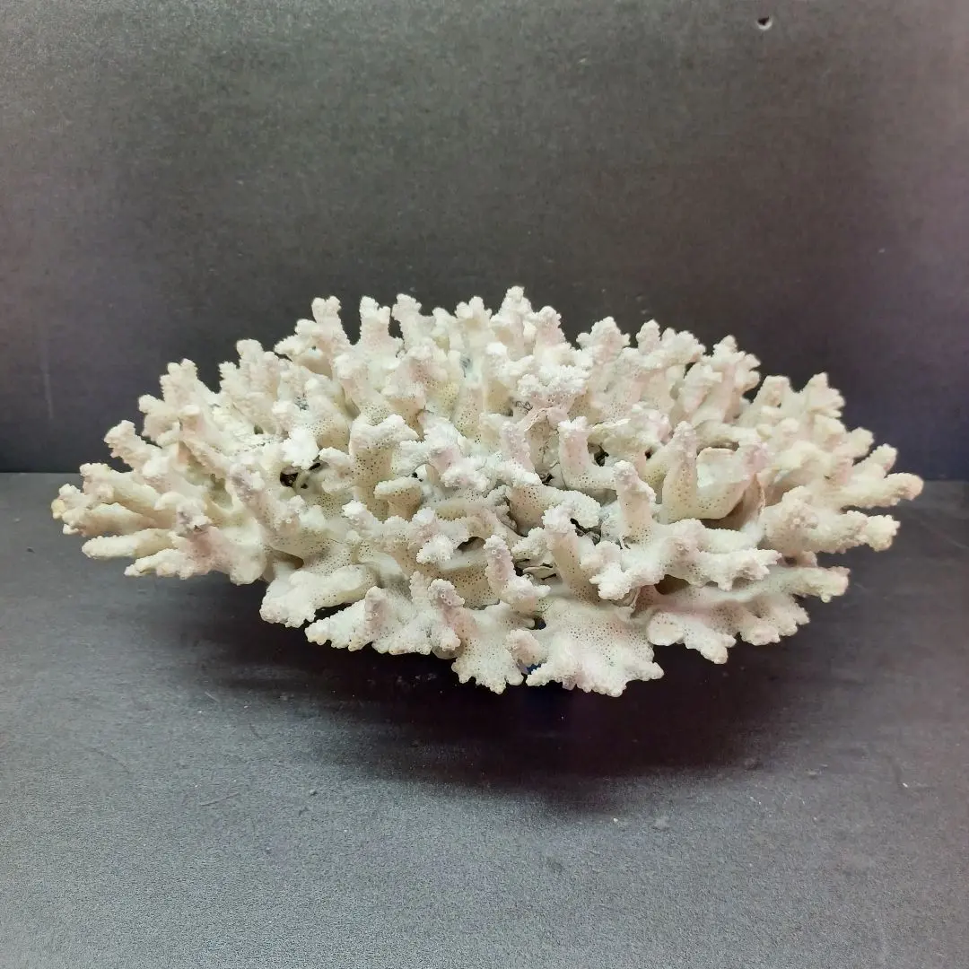 2026年最新】Salviatiの人気アイテム - メルカリ