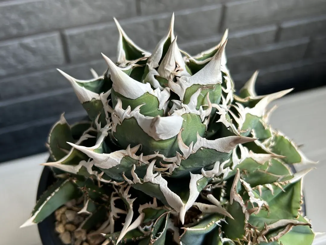 2026年最新】大白鯊 lizeの人気アイテム - メルカリ