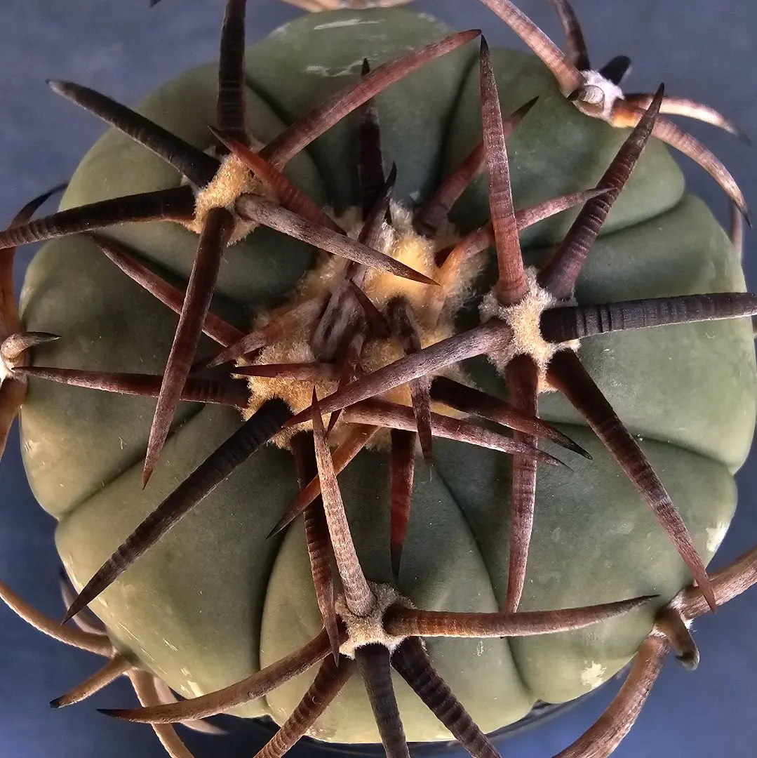 2026年最新】エキノカクタス雷帝の人気アイテム - メルカリ