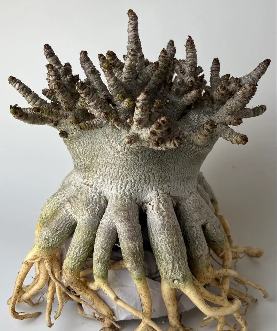 2026年最新】タコ足アデニウムの人気アイテム - メルカリ