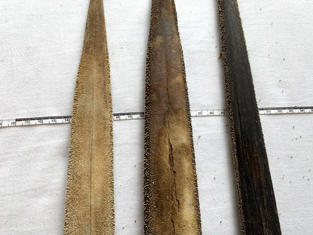 2026年最新】カジキ吻の人気アイテム - メルカリ