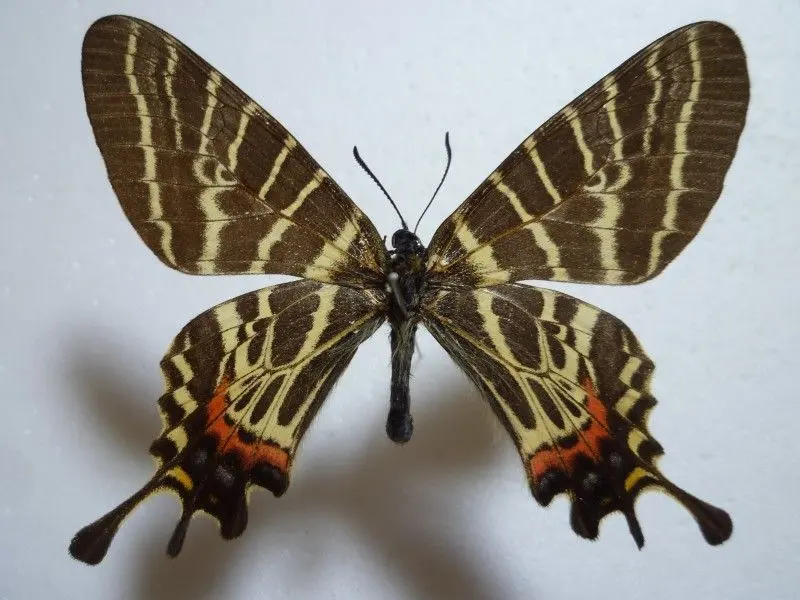 2026年最新】標本 シボリアゲハの人気アイテム - メルカリ