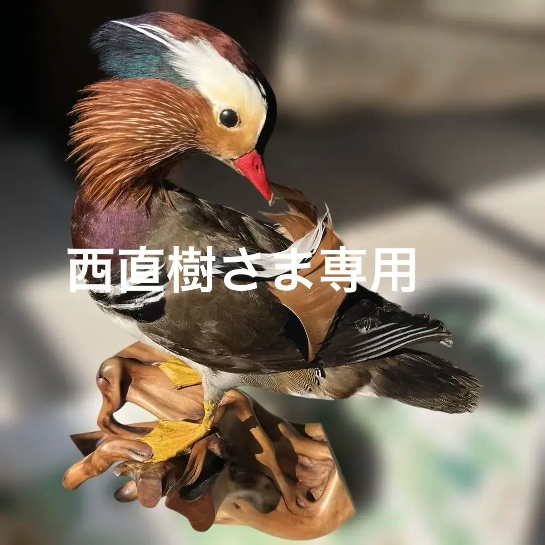 2026年最新】剥製本物の人気アイテム - メルカリ