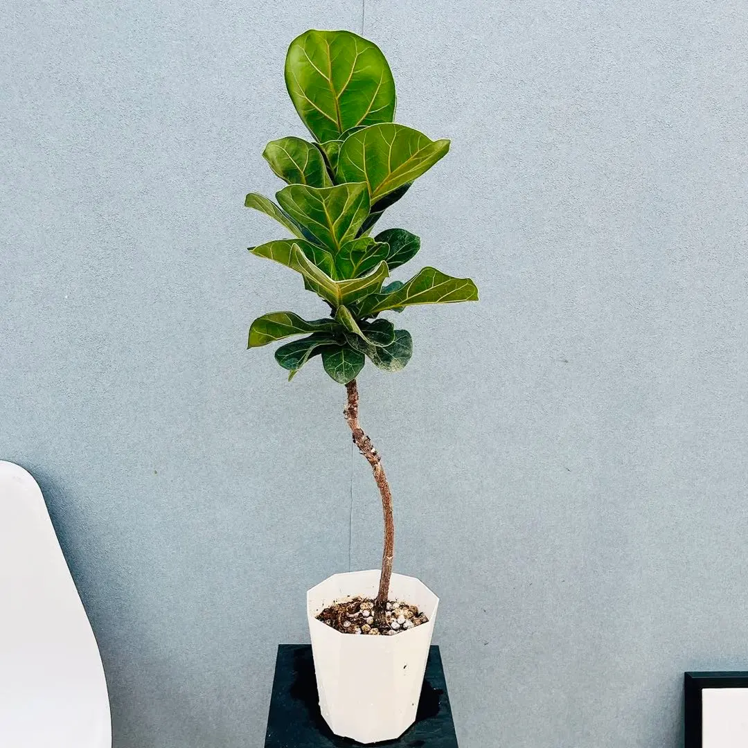 2026年最新】フィカスバンビーノの人気アイテム - メルカリ