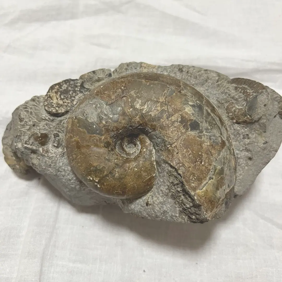 2026年最新】北海道産アンモナイトの人気アイテム - メルカリ