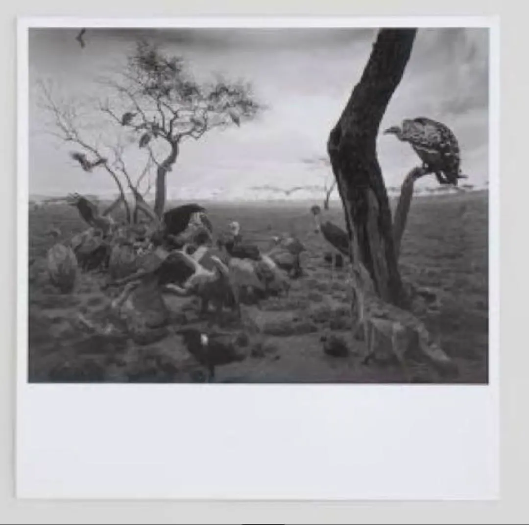 2026年最新】杉本博司 ポスターの人気アイテム - メルカリ