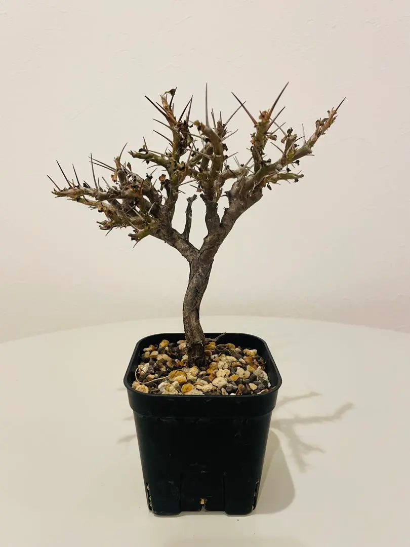 2026年最新】サルコカウロン バンデリエティアエの人気アイテム - メルカリ