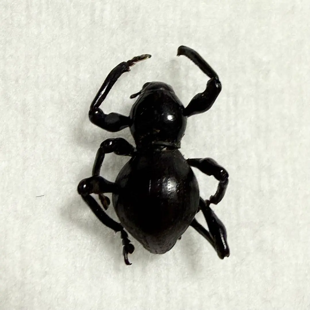 2026年最新】カタゾウムシの人気アイテム - メルカリ