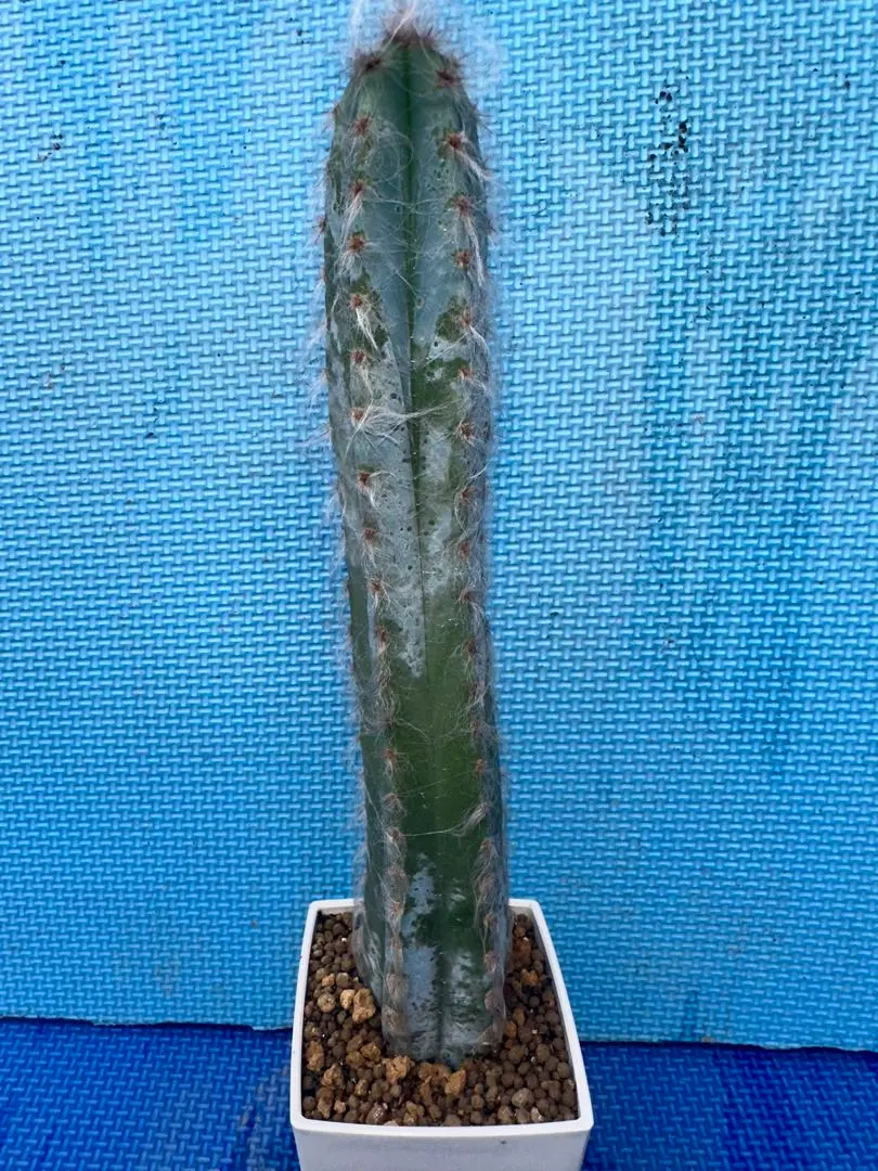 2026年最新】ピロソケレウスの人気アイテム - メルカリ