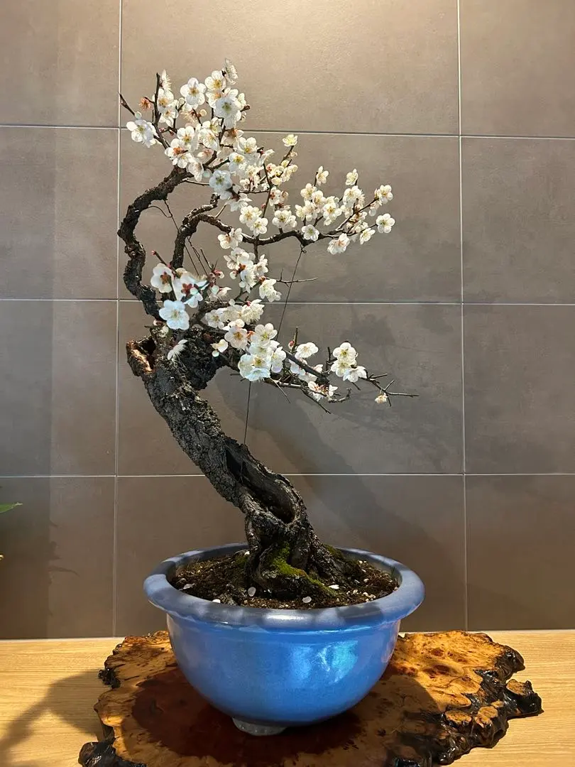 2026年最新】野梅 盆栽の人気アイテム - メルカリ