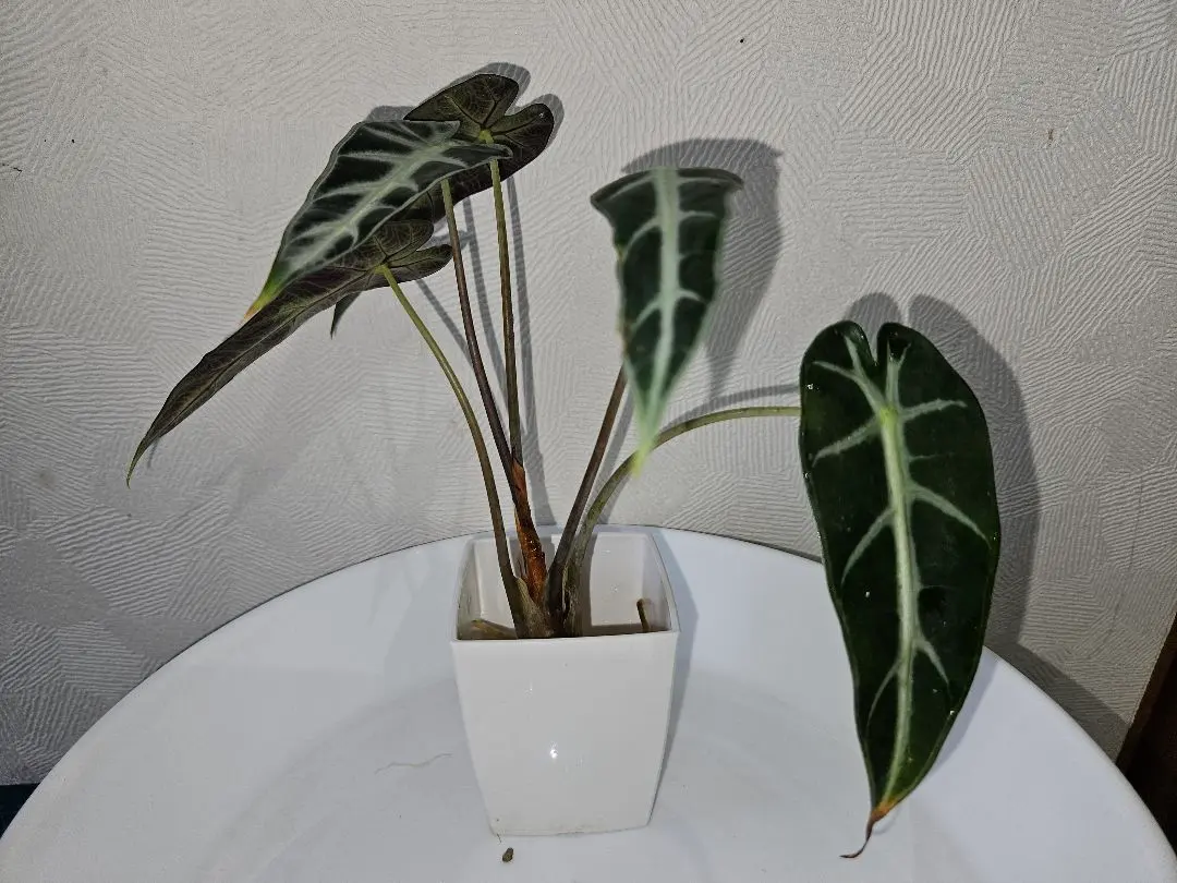 2026年最新】アロカシア バンビーノ ピンクの人気アイテム - メルカリ