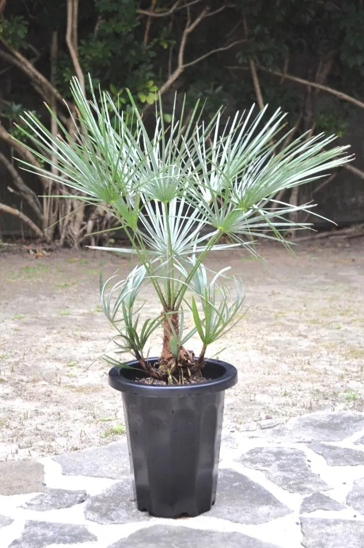 2026年最新】チャメロプスの人気アイテム - メルカリ