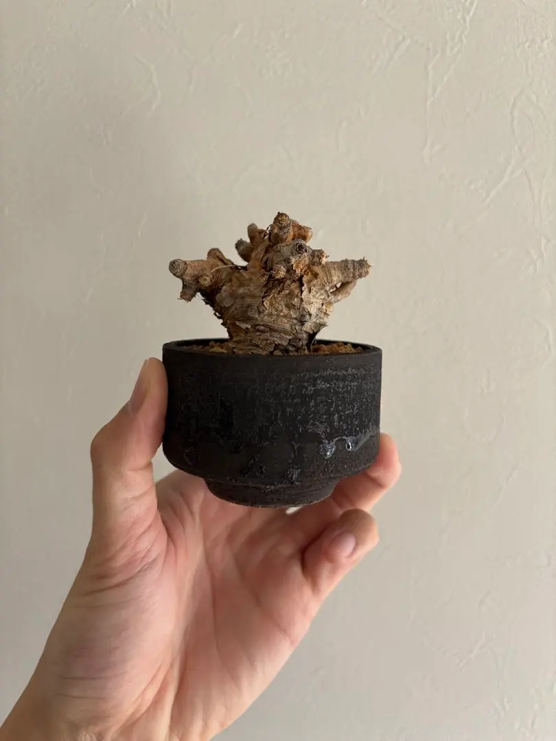 2026年最新】加藤裕章 鉢の人気アイテム - メルカリ