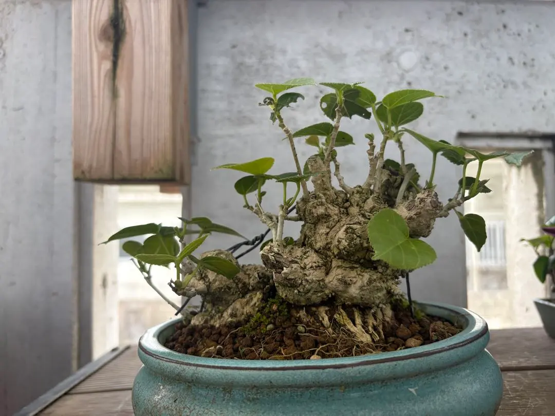 2026年最新】オオハマボウの人気アイテム - メルカリ