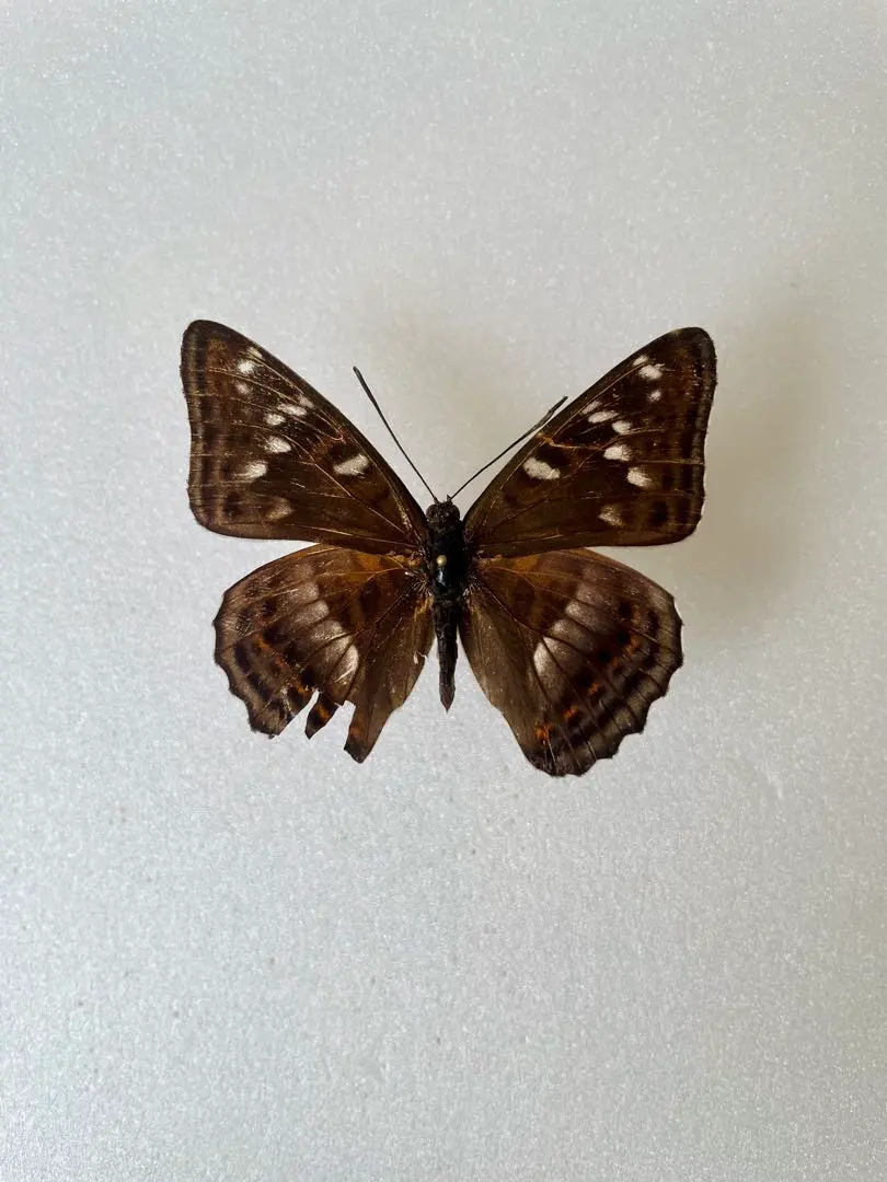 2026年最新】オオイチモンジの人気アイテム - メルカリ