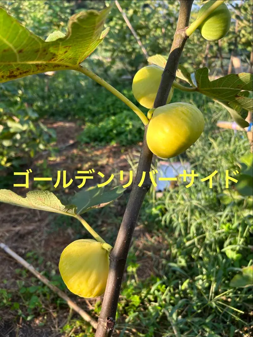 2026年最新】いちぢく穂木 ゴールデンリバーサイドの人気アイテム