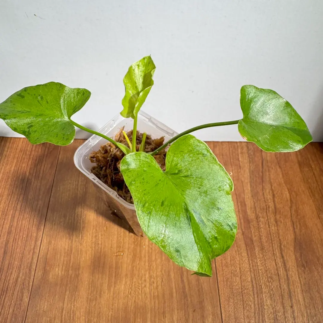 2026年最新】斑入りセロームの人気アイテム - メルカリ