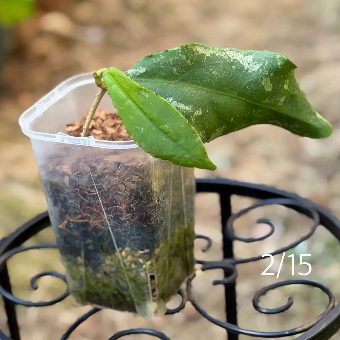 2026年最新】ホヤ ウンデュラータの人気アイテム - メルカリ