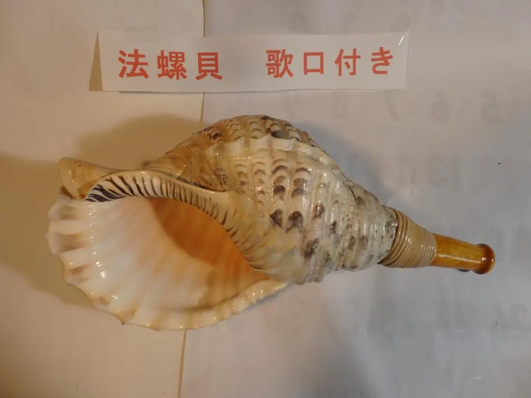 2026年最新】法螺貝 笛の人気アイテム - メルカリ