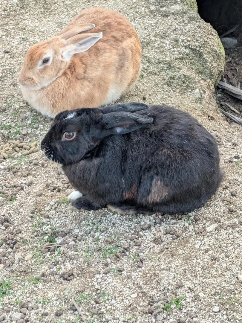 2026年最新】SONY VX2100の人気アイテム - メルカリ