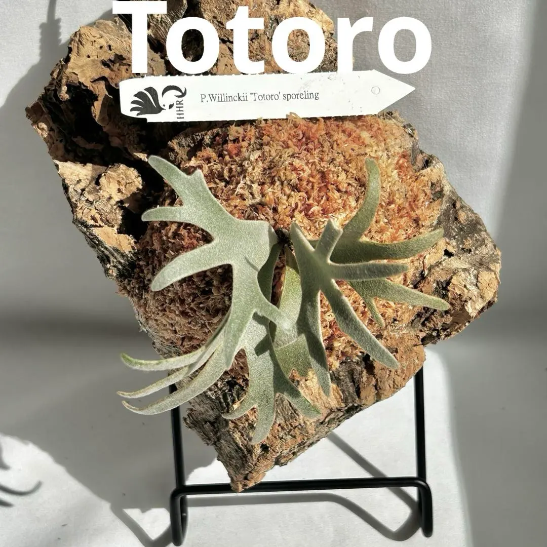 2026年最新】totor ビカクシダの人気アイテム - メルカリ