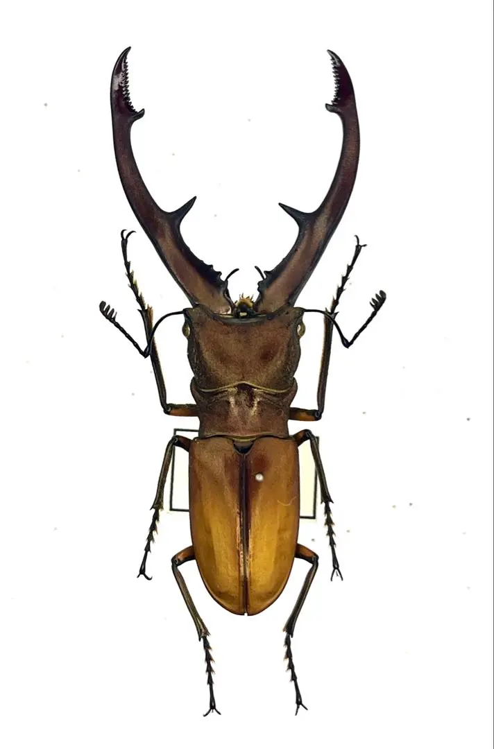 2026年最新】ホソアカクワガタ 標本の人気アイテム - メルカリ