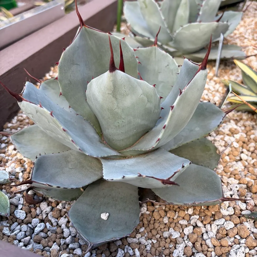 2026年最新】アガベ パリー トランカータ ハンティントンの人気