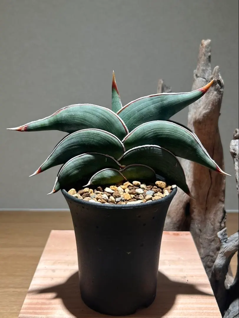 2026年最新】サンスベリア ロリダ 斑入りの人気アイテム - メルカリ