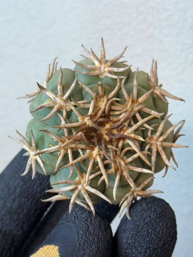 2026年最新】黒王丸 短棘の人気アイテム - メルカリ