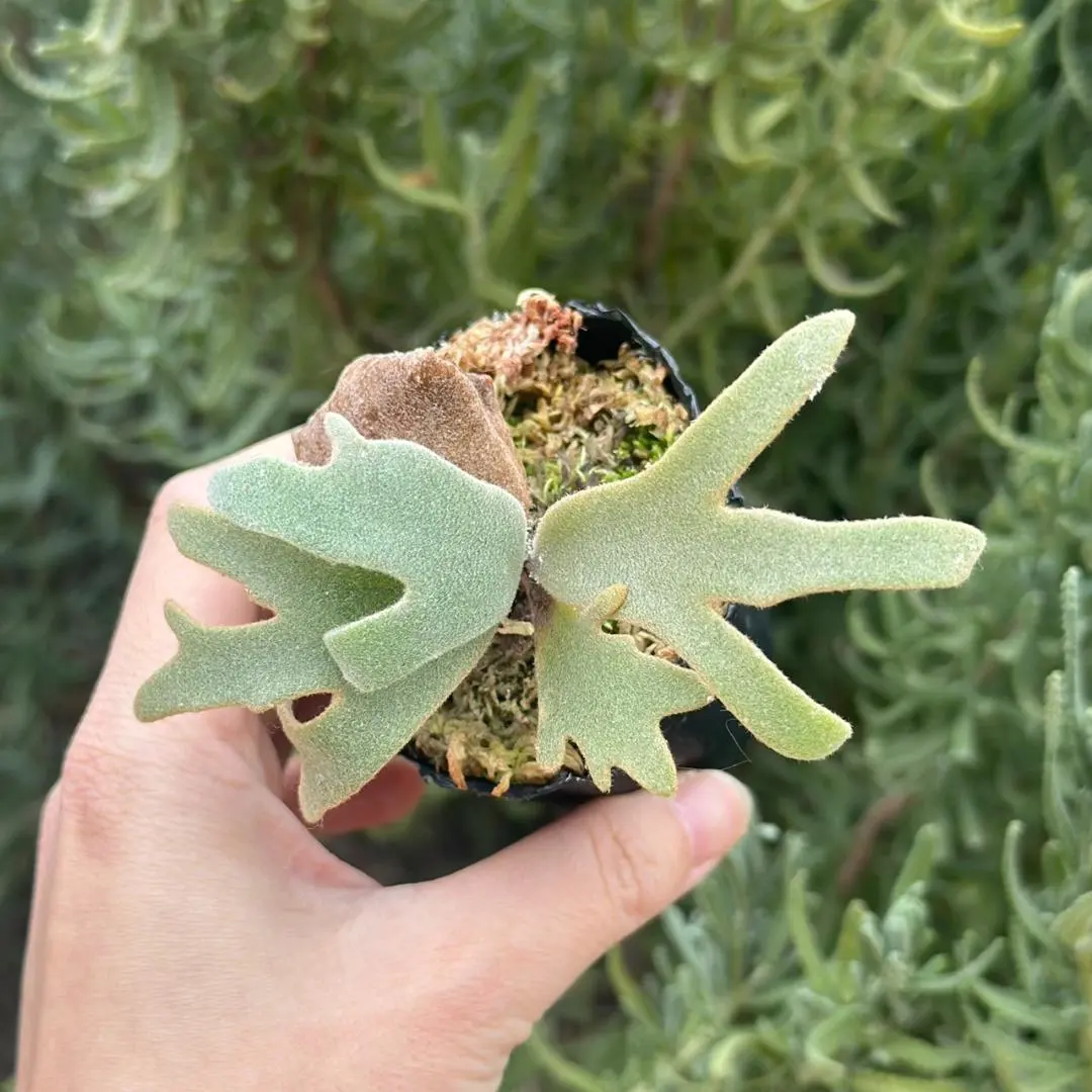 2026年最新】JeNny tcの人気アイテム - メルカリ