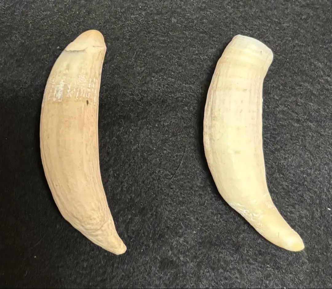 2026年最新】マッコウクジラの歯の人気アイテム - メルカリ