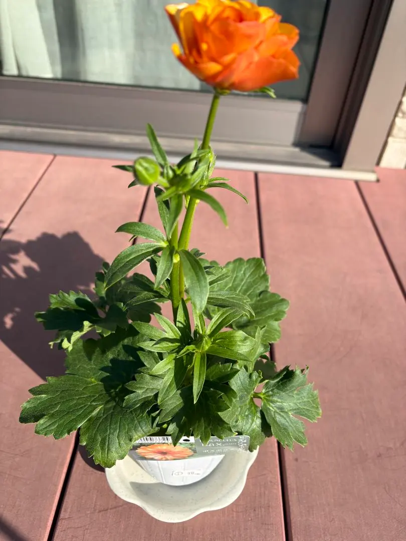 2026年最新】ラナンキュラスラックス ポスポロスの人気アイテム - メルカリ