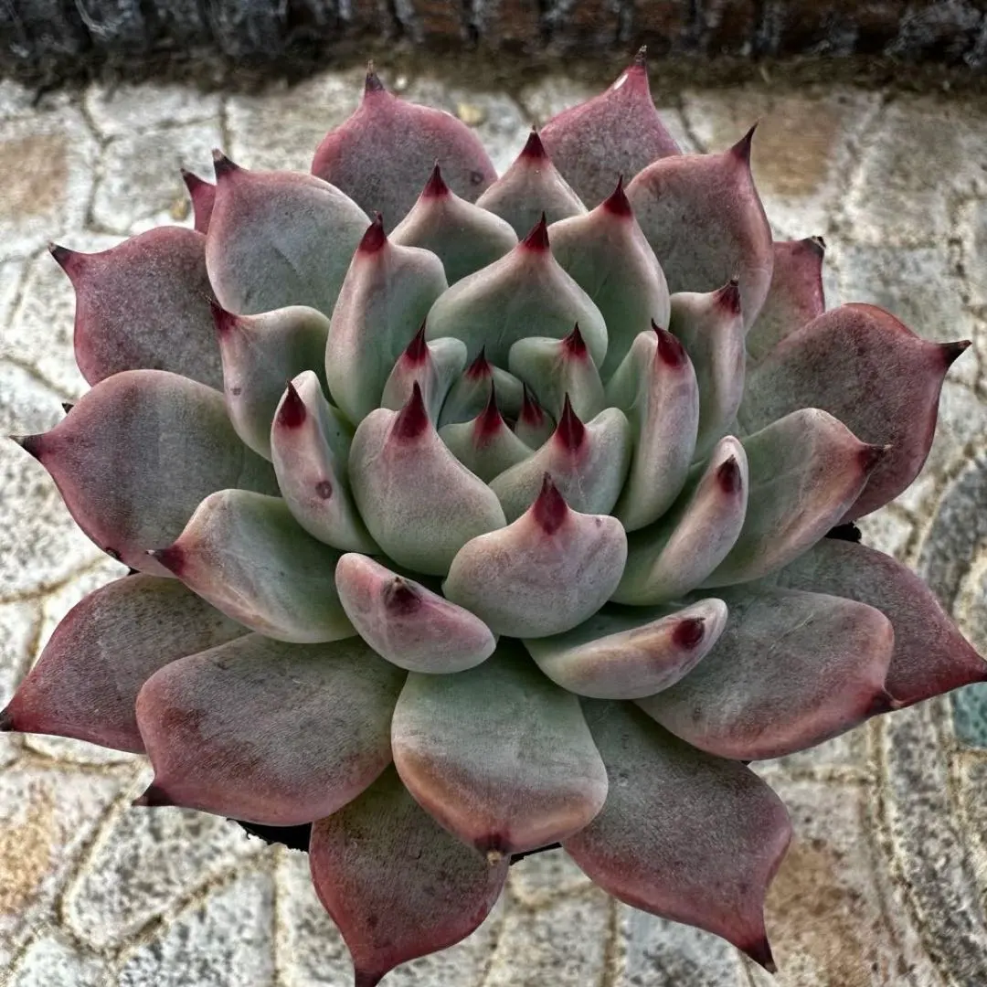 2026年最新】COZ苗の人気アイテム - メルカリ