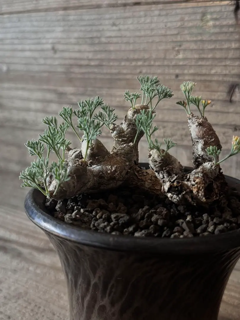 2026年最新】チレコドン ペアルソニーの人気アイテム - メルカリ