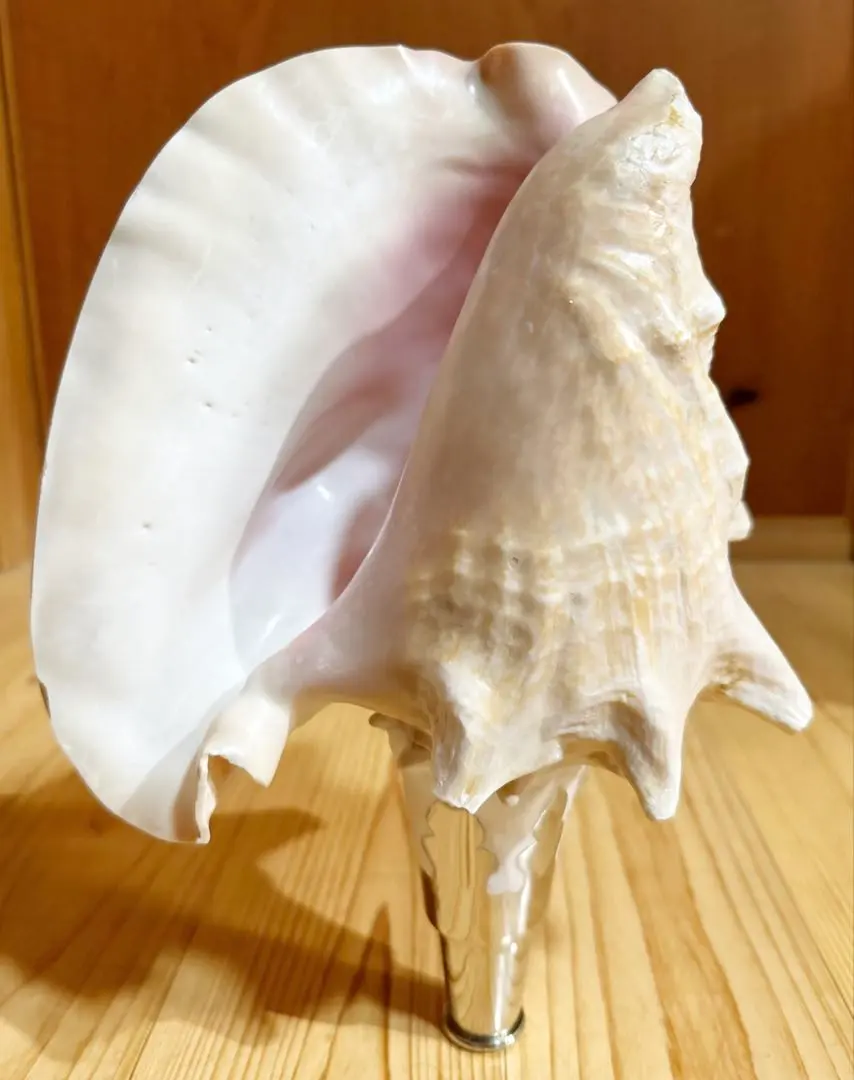 2026年最新】ピンク法螺貝の人気アイテム - メルカリ