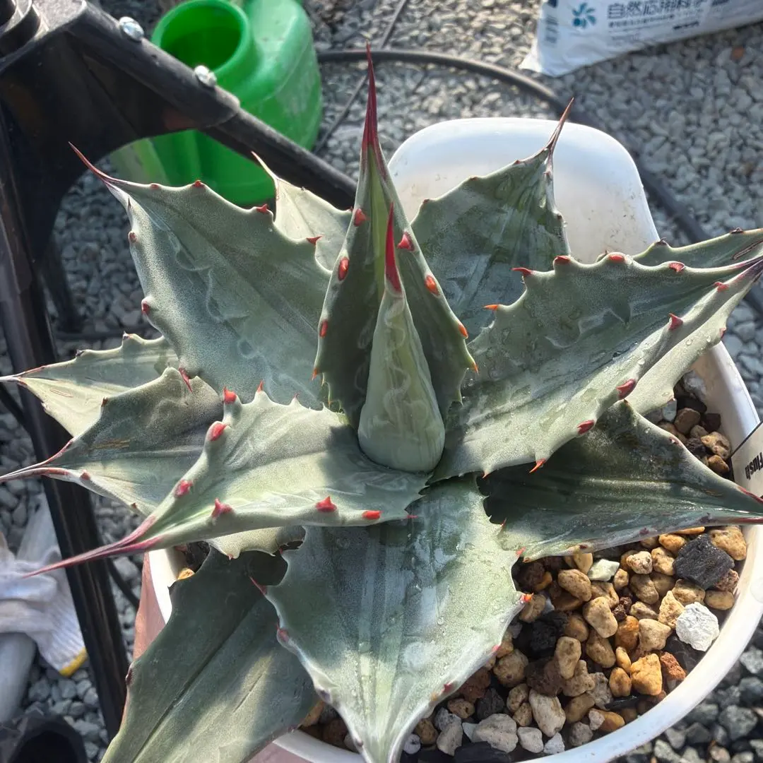 2026年最新】アガベ モンタナ ライムフラッシュの人気アイテム - メルカリ