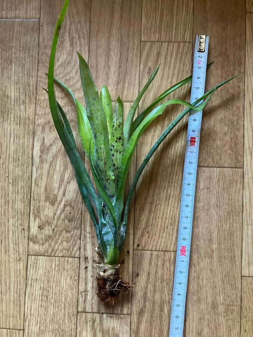 2026年最新】珍しいタンクブロメリアの人気アイテム - メルカリ