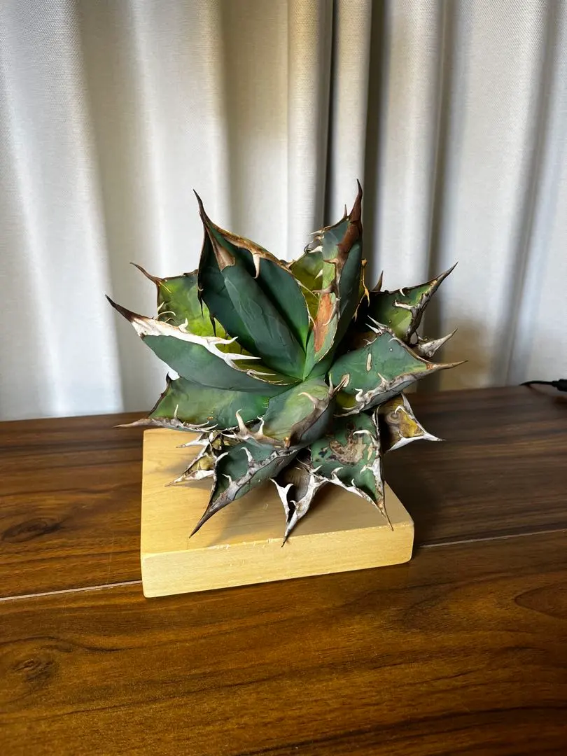 2026年最新】オアハカ オテロイ 現地球の人気アイテム - メルカリ