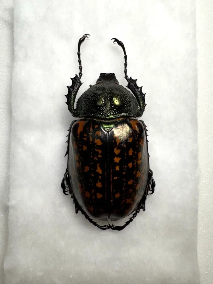 2026年最新】テナガコガネ 標本の人気アイテム - メルカリ