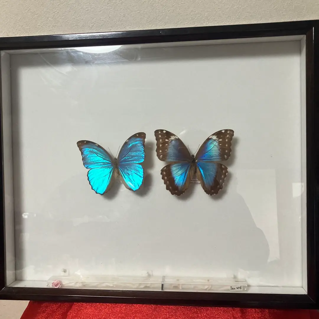 2026年最新】標本箱 ドイツの人気アイテム - メルカリ