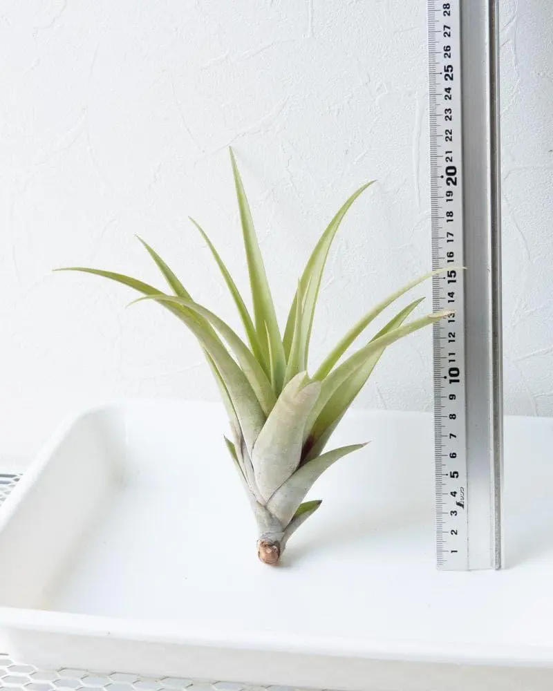 2026年最新】フレクスオーサの人気アイテム - メルカリ