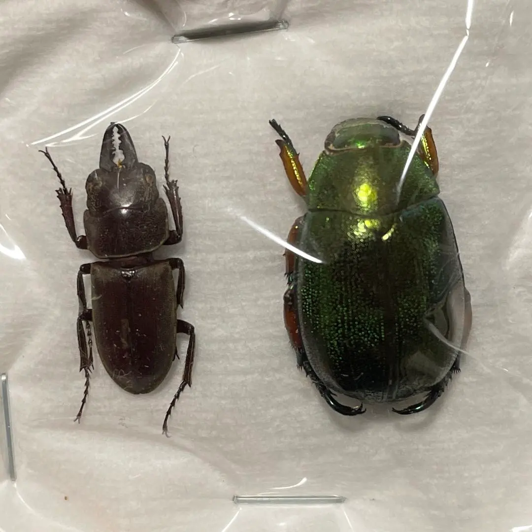 2026年最新】コガネムシ標本の人気アイテム - メルカリ