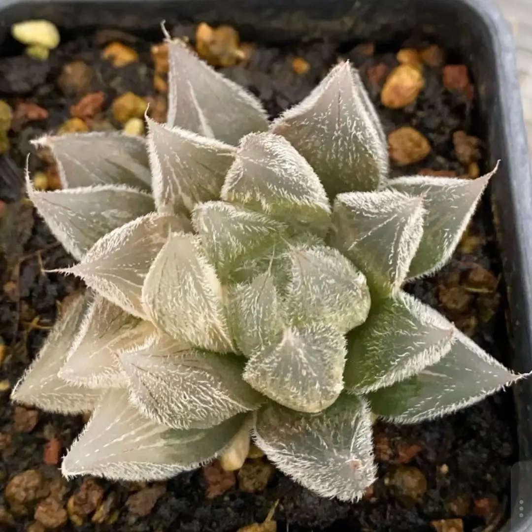 2026年最新】白狐伝 ハオルチアの人気アイテム - メルカリ