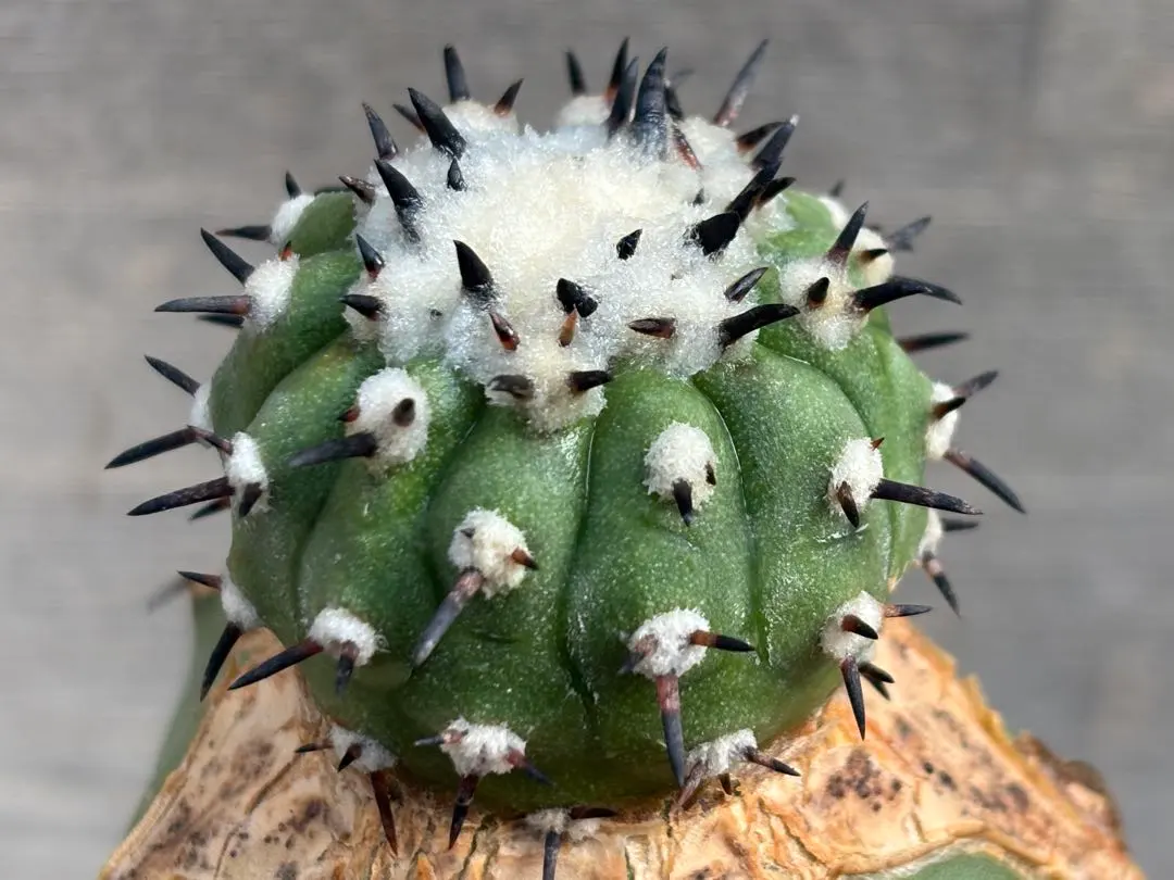 2026年最新】黒王丸 短棘の人気アイテム - メルカリ