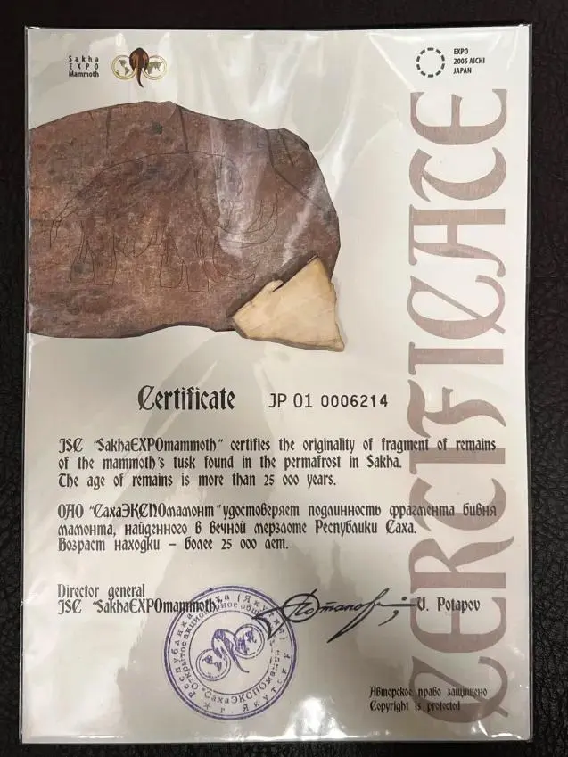 2026年最新】マンモス化石の人気アイテム - メルカリ