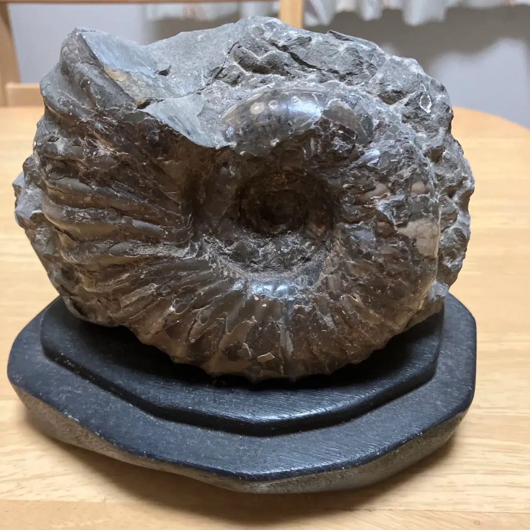 2026年最新】北海道 アンモナイトの人気アイテム - メルカリ